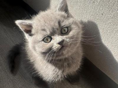 Sally - British Shorthair - Gallery Photo #1