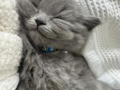 Bailey - British Shorthair - Gallery Photo #1