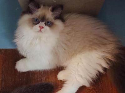 Seal Bicolor - Ragdoll - Gallery Photo #1
