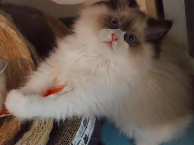 Seal Bicolor - Ragdoll - Gallery Photo #1