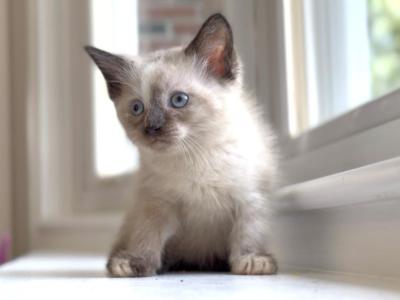 Female Siamese - Siamese - Gallery Photo #1