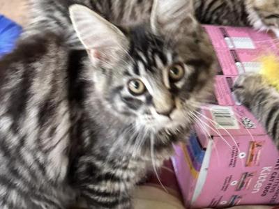 Main Coon - Maine Coon - Gallery Photo #1