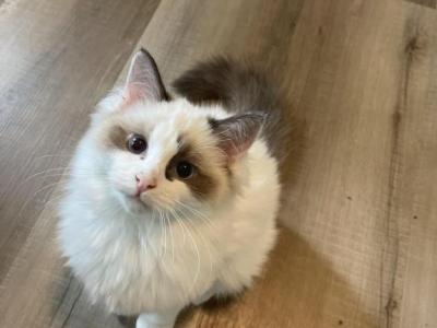 Jay - Ragdoll - Gallery Photo #1