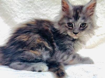 Fuchsia - Maine Coon - Gallery Photo #1