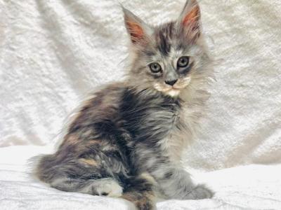 Fuchsia - Maine Coon - Gallery Photo #1