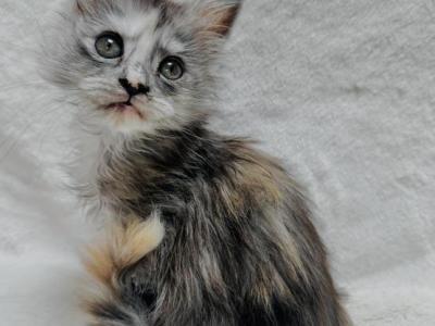 Foxxy Polydactyl - Maine Coon - Gallery Photo #1