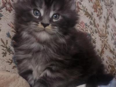 Maine Coon Polydactyl Kittens - Maine Coon - Gallery Photo #1