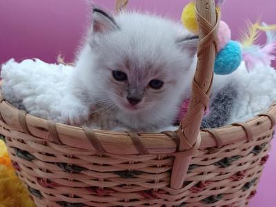 LuLu's Boy Seal Mitted Lynx - Ragdoll - Gallery Photo #1