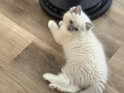 Lovebug - Ragdoll - Gallery Photo #1