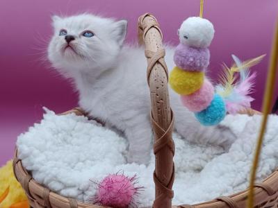 LuLu's Girl Seal Point Lynx - Ragdoll - Gallery Photo #1