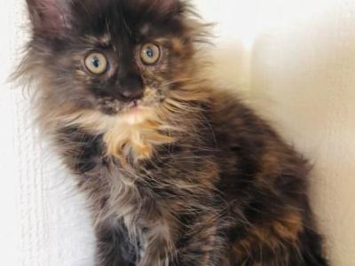 Chewie Polydactyl - Maine Coon - Gallery Photo #1