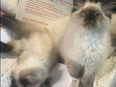 Mittsy And Nermal - Ragdoll - Gallery Photo #1