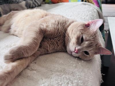 Willow - Domestic - Gallery Photo #1