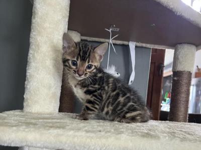 F3 Glitter Bengal White Collar - Bengal - Gallery Photo #1