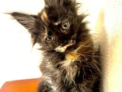 Mamba Polydactyl - Maine Coon - Gallery Photo #1