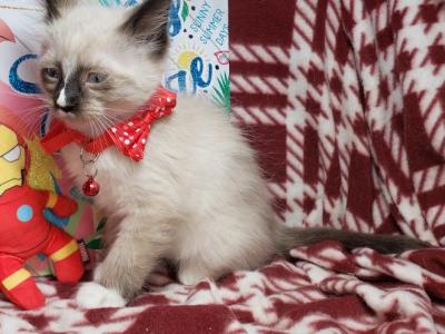 Balinese M Snow Shoe - Siamese - Gallery Photo #1