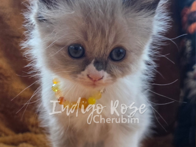 Shade - Ragdoll - Gallery Photo #1