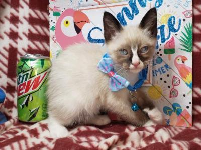 Snow Shoe 1 Male - Siamese - Gallery Photo #1