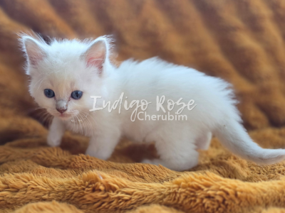 Deadpan - Ragdoll - Gallery Photo #1