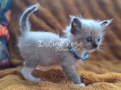 Glare - Ragdoll - Gallery Photo #1