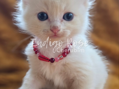 Daggers - Ragdoll - Gallery Photo #1