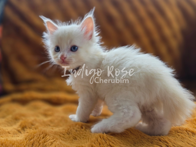 Glower - Ragdoll - Gallery Photo #1