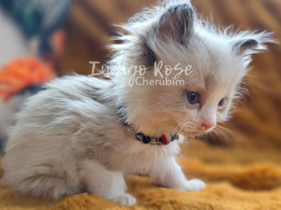 Tinsel - Ragdoll - Gallery Photo #1