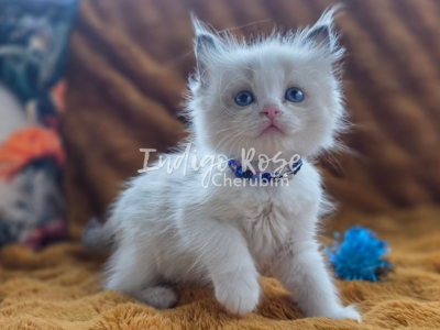 Cupcake - Ragdoll - Gallery Photo #1