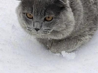 Smokey - Scottish Fold - Gallery Photo #1