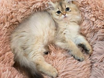Golden British Longhair - Persian - Gallery Photo #1