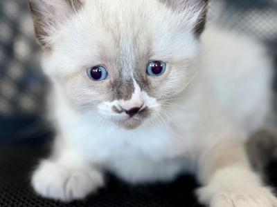 Ragdoll Balinese Mix - Ragdoll - Gallery Photo #1