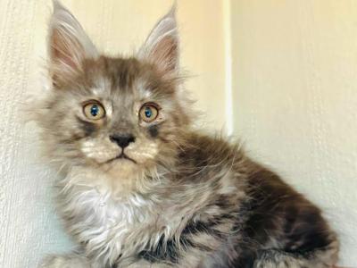 Dusty - Maine Coon - Gallery Photo #1