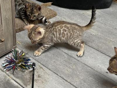 Poppy - Bengal - Gallery Photo #1