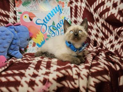 Seal Point 2 Male R - Siamese - Gallery Photo #1