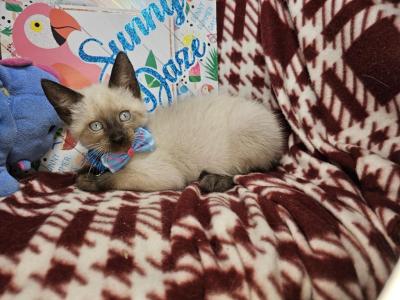 Seal Point 2 Male - Siamese - Gallery Photo #1