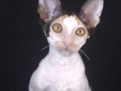 Arianna Vera - Cornish Rex - Gallery Photo #1