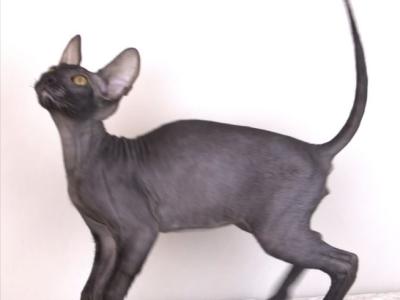 Armani Ver - Cornish Rex - Gallery Photo #1