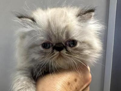 Blue Points Persian Male - Persian - Gallery Photo #1