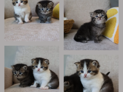 British Shorthair Males - British Shorthair - Gallery Photo #1