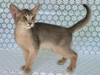 Zhasmin - Abyssinian - Gallery Photo #1