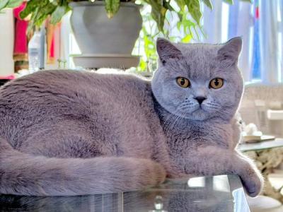 Tokyo - British Shorthair - Gallery Photo #1