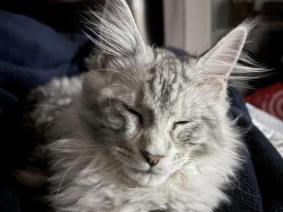Kyoto - Maine Coon - Gallery Photo #1