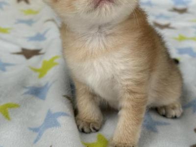 Dorito - British Shorthair - Gallery Photo #1