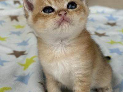 Tomi - British Shorthair - Gallery Photo #1