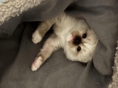 Freya & Charlie's Earth Litter - Ragdoll - Gallery Photo #1
