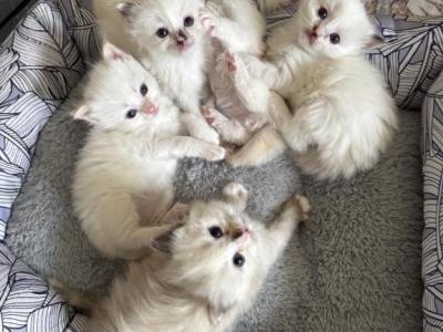 Ember & Charlie's Fire Litter - Ragdoll - Gallery Photo #1