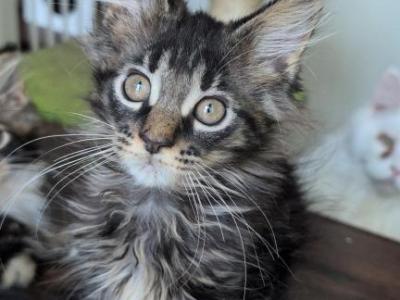Lyla - Maine Coon - Gallery Photo #1