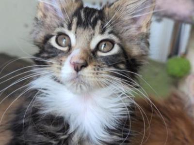 Lulu - Maine Coon - Gallery Photo #1