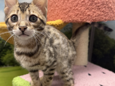 Bengal Kittens - Bengal - Gallery Photo #1
