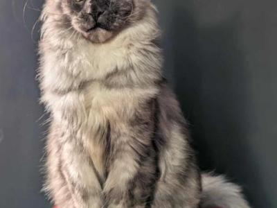 Sable - Maine Coon - Gallery Photo #1